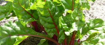 Difference between: rhubarb and Swiss chard