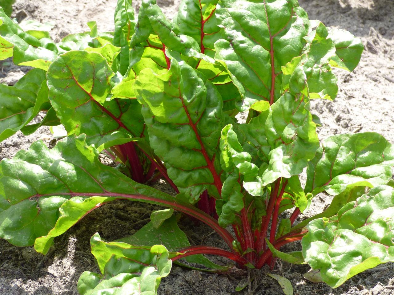 is swiss chard the same as rhubarb