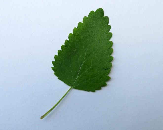 lemon balm tea near me