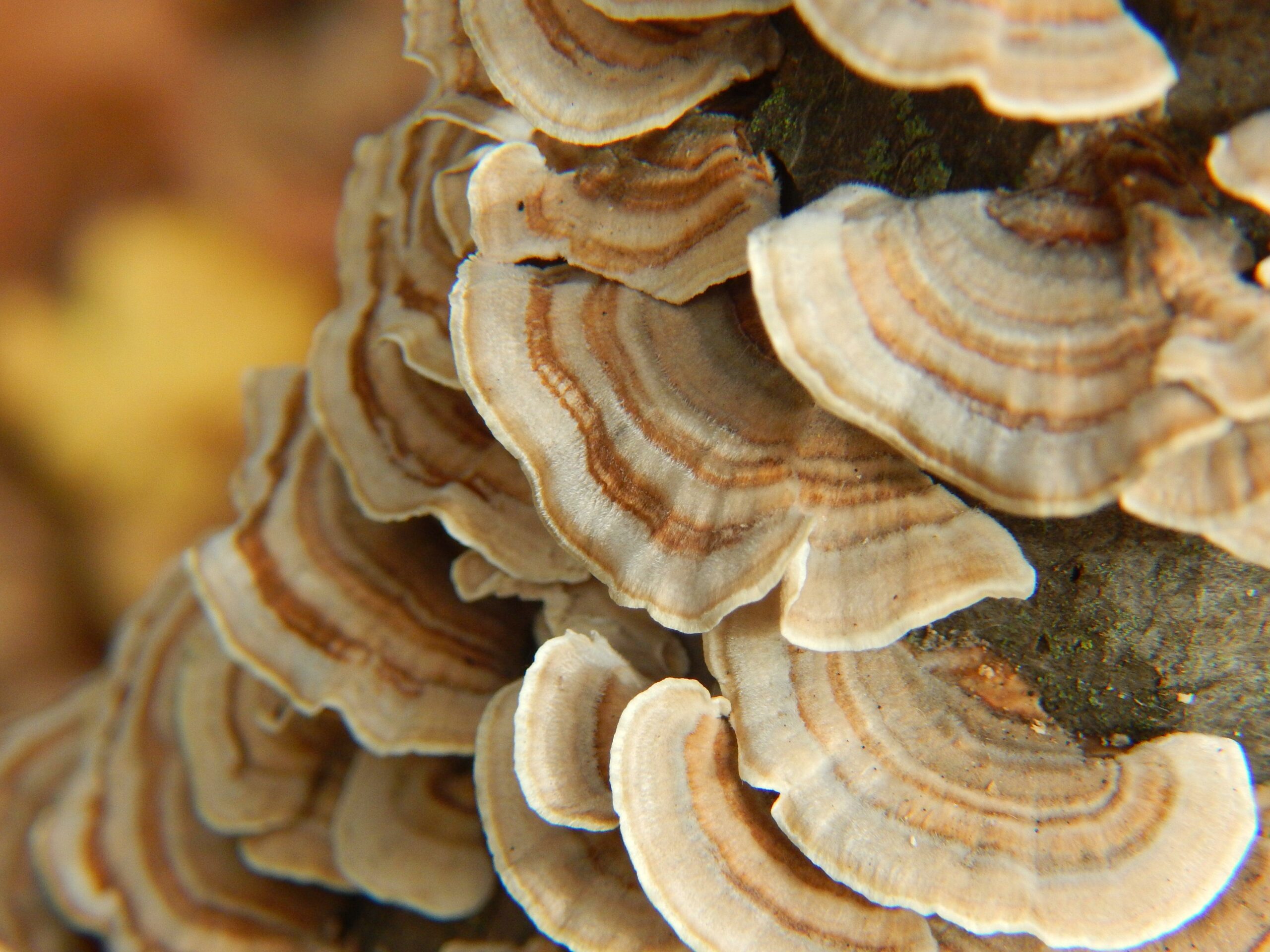 Turkey Tail vs. Lion's Mane Mushroom: Comparing the Differences & Similarities