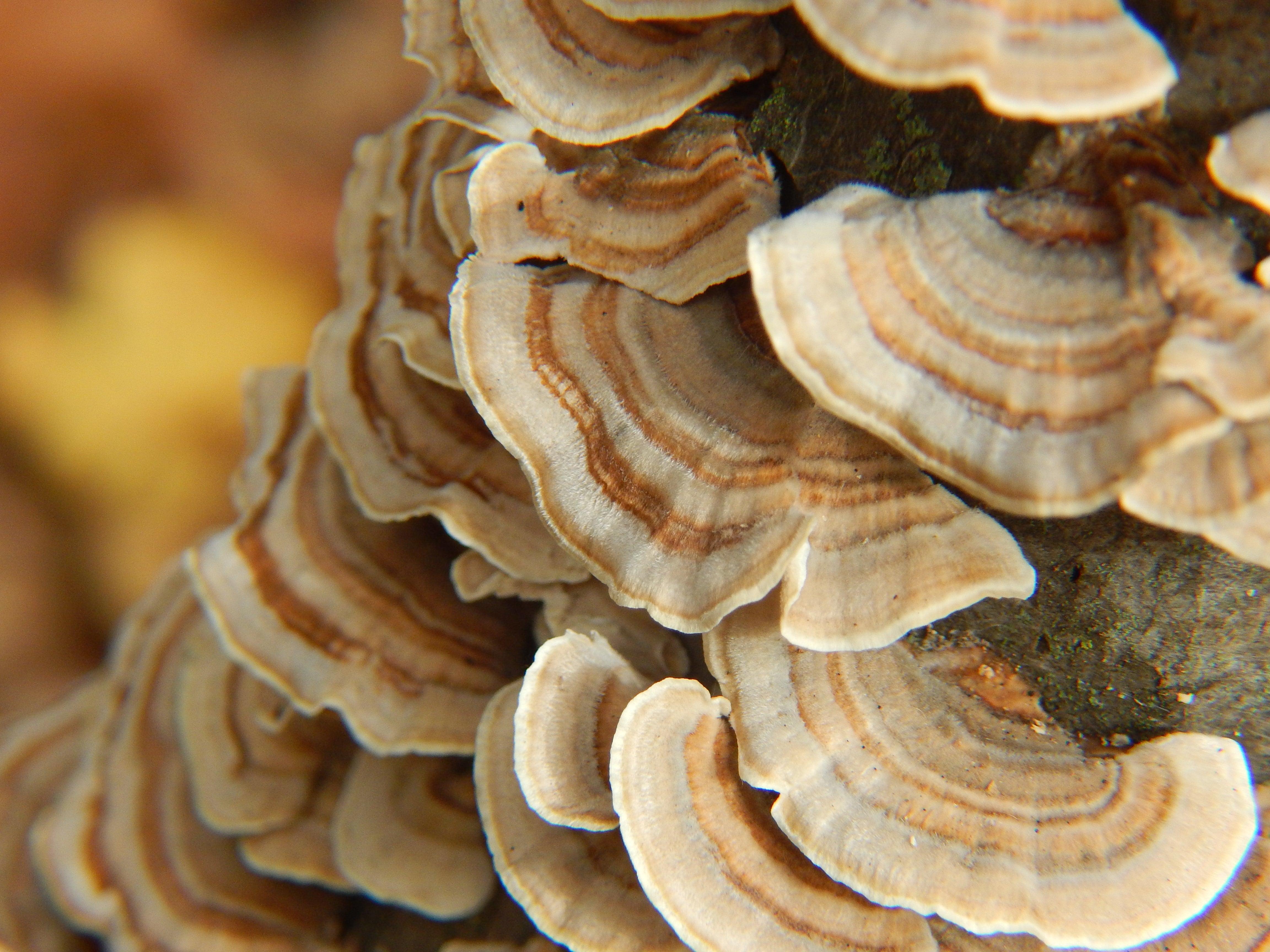 lion's mane and turkey tail mushroom