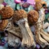 When Do Shrooms Kick In? Fast and Dangerous Facts