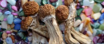 When Do Shrooms Kick In? Fast and Dangerous Facts