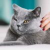 My Cat Feels Cold to the Touch: When To Worry