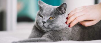 My Cat Feels Cold to the Touch: When To Worry