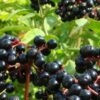 Beneficios del Elderberry