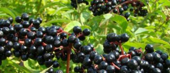 Beneficios del Elderberry