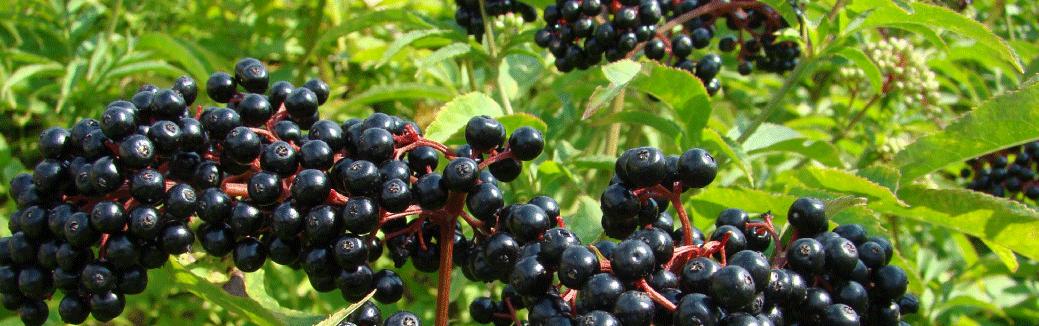 para que sirve sambucus elderberry