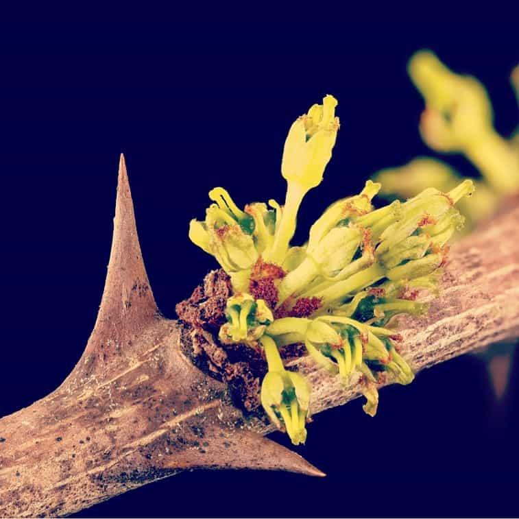 prickly ash bark magical properties