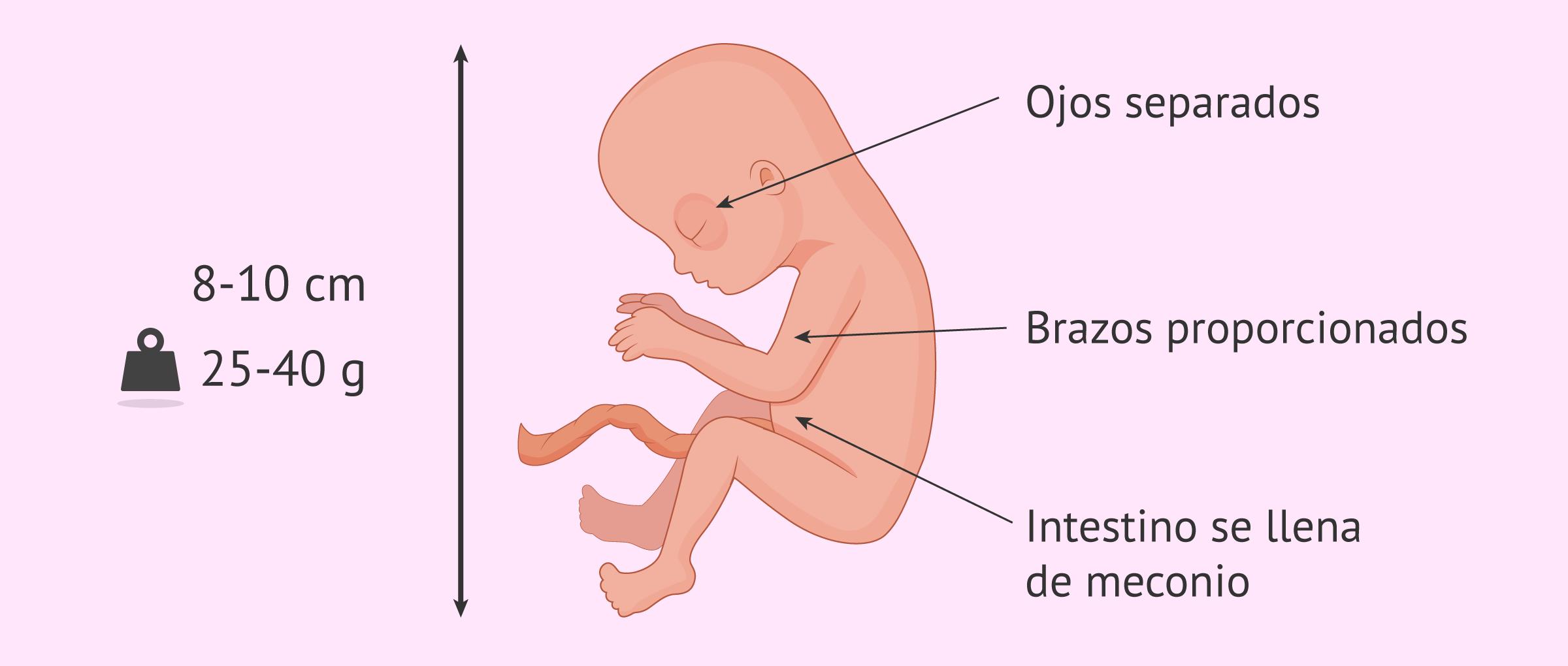 tamaño de un feto de 4 meses