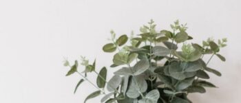 What You Need to Know about Eucalyptus Oil and Tea Tree Oil