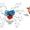 Newly discovered enzyme “square dance” helps generate DNA building blocks