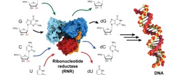 Newly discovered enzyme “square dance” helps generate DNA building blocks