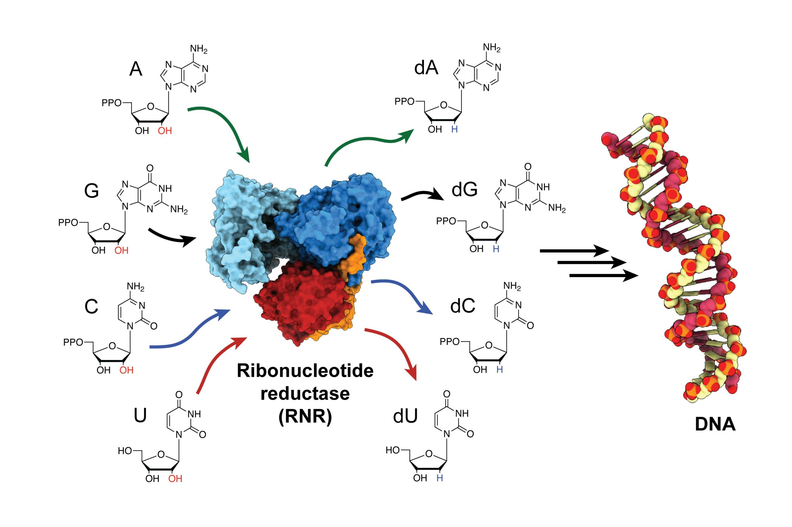 Newly discovered enzyme “square dance” helps generate DNA building blocks