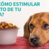 EL cannabis medicinal de grado farmacéutico de Klean-Vet® es una opción segura y efectiva para múltiples condiciones veterinarias