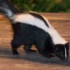 Common Diseases Carried by Skunks That May Prove Threatening to Humans and Pets | Palmetto Wild Life Extractors