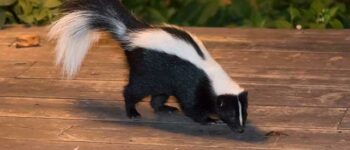 Common Diseases Carried by Skunks That May Prove Threatening to Humans and Pets | Palmetto Wild Life Extractors