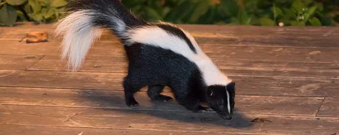 Skunk Removal South Carolina