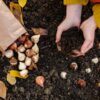 Planting Bulbs in the Fall for a Vibrant New England Spring - Mahoney's Garden Center