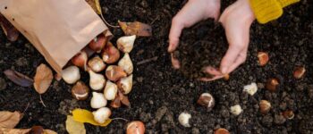 Planting Bulbs in the Fall for a Vibrant New England Spring - Mahoney's Garden Center