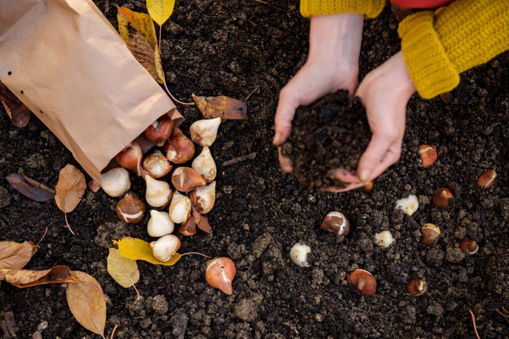 when to plant bulbs in massachusetts