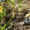 Harvesting Garlic