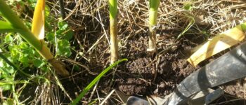 Harvesting Garlic