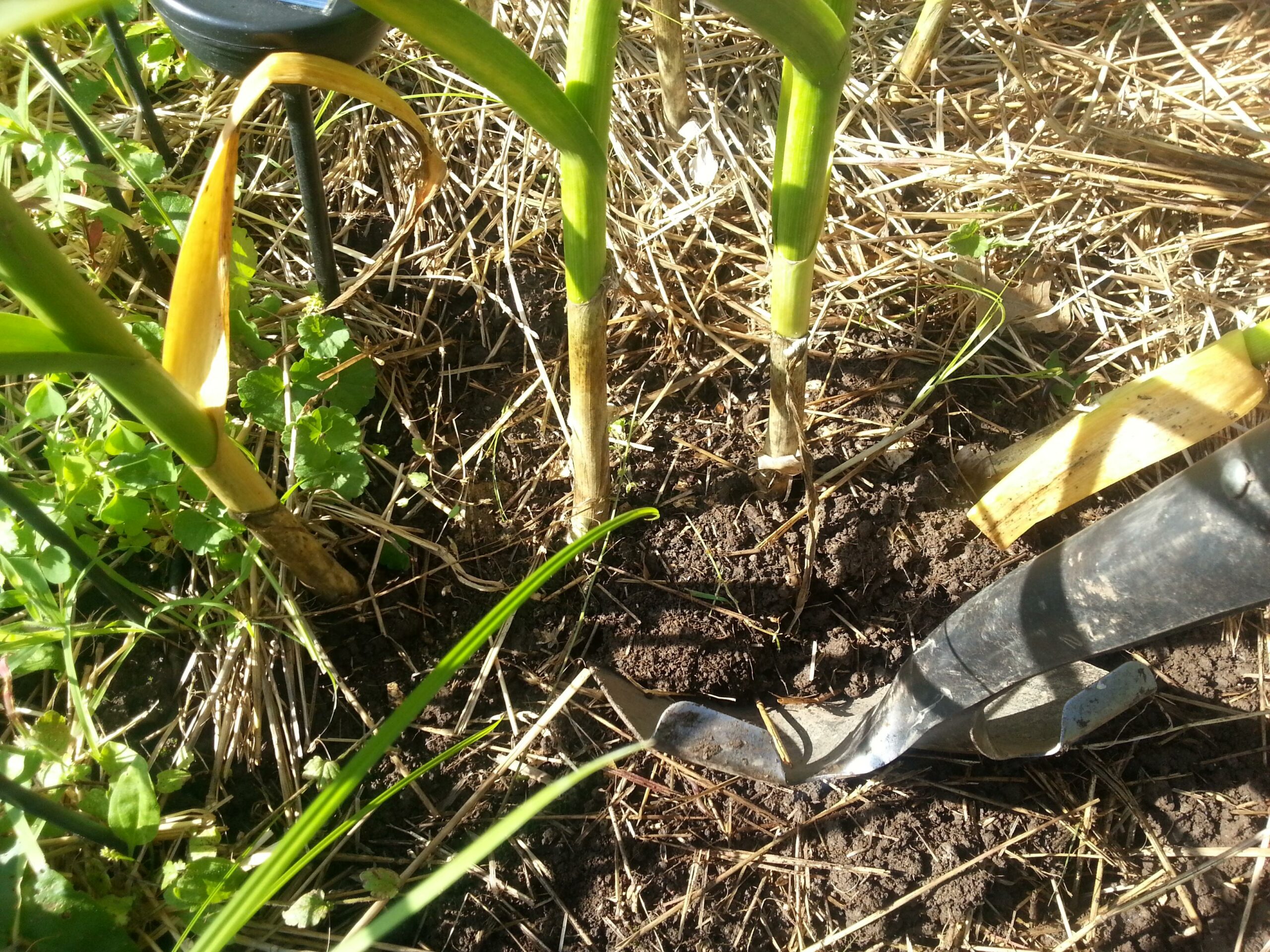 Harvesting Garlic