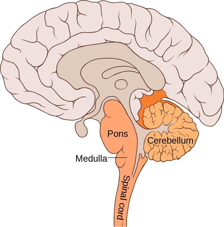 which of the following is not a hindbrain structure