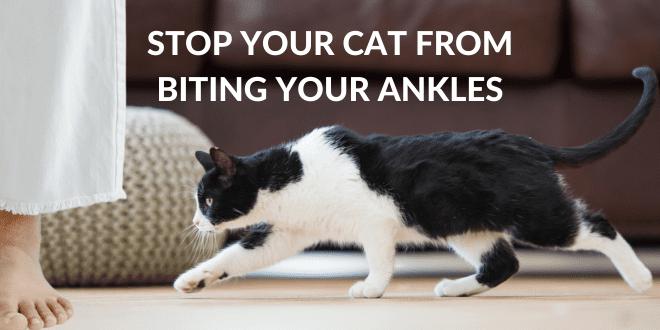 why do cats bite ankles