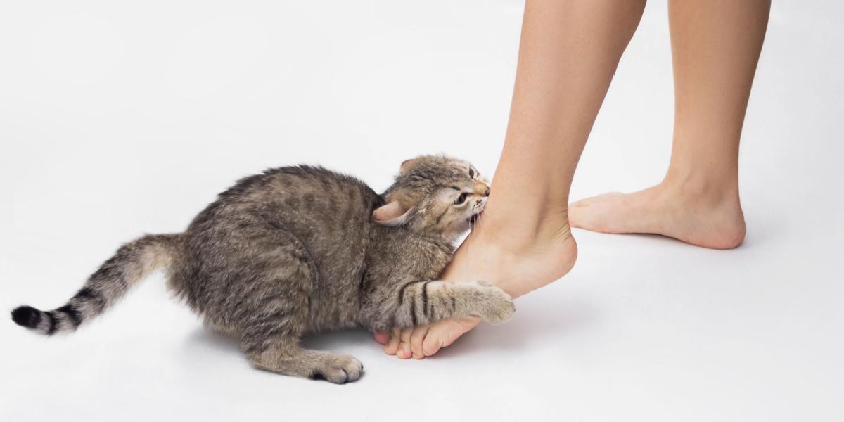 why do cats bite your ankles