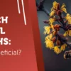 Witch Hazel for HS: Is It Beneficial?