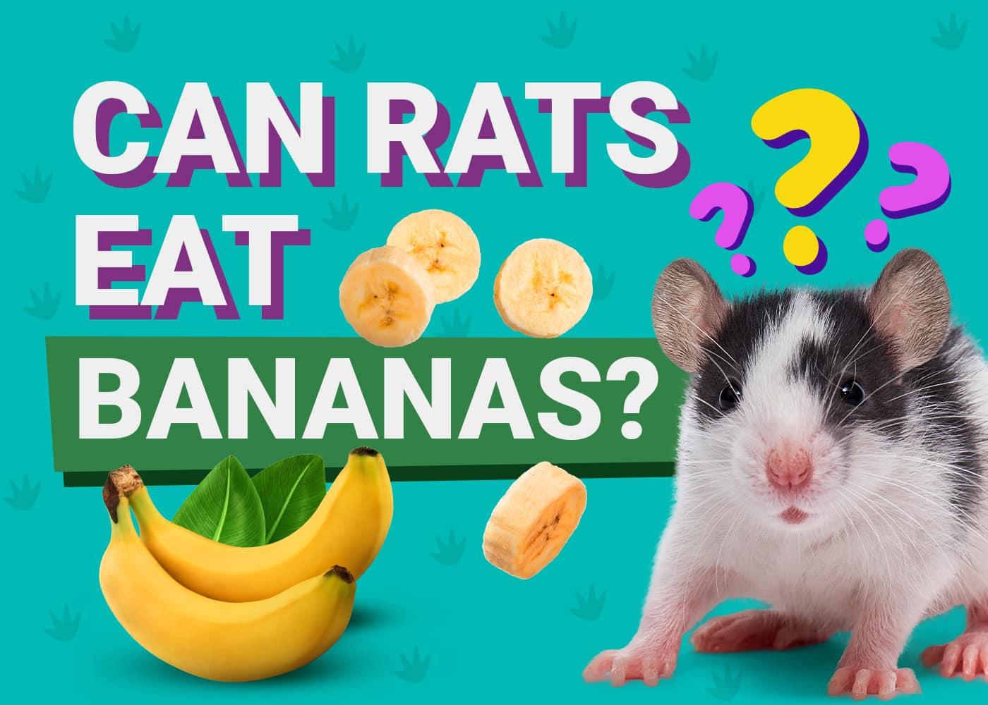 are bananas good for rats