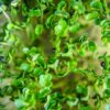 How To Grow Broccoli Sprouts