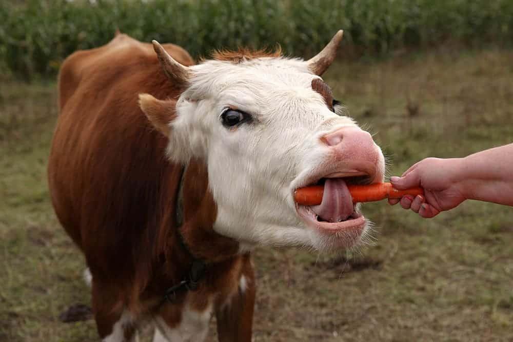 are carrots good for cows