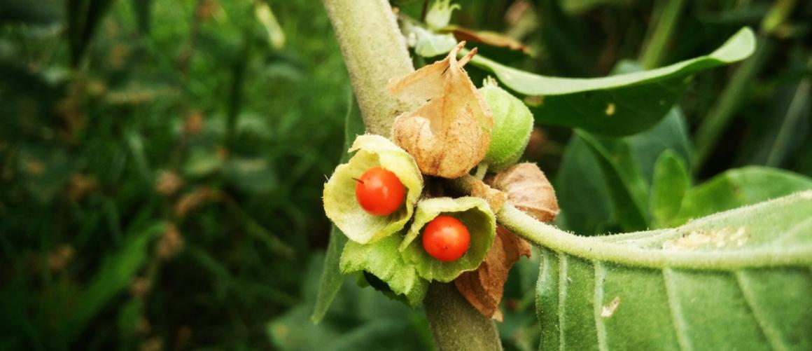 ashwagandha and vitamin c together