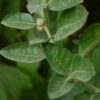 Ashwagandha: lo que debe saber antes de tomarlo