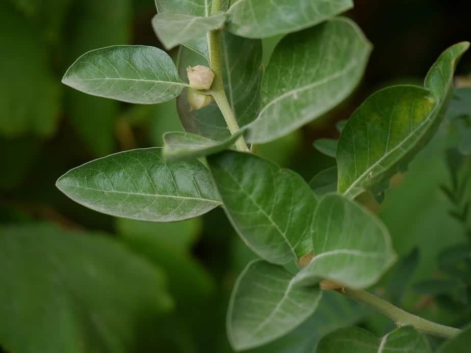 ashwagandha gomitas para que sirve