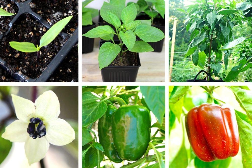 bell pepper life cycle colors