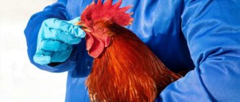 Tried and Tested: The 21 Day Gamefowl Conditioning Program