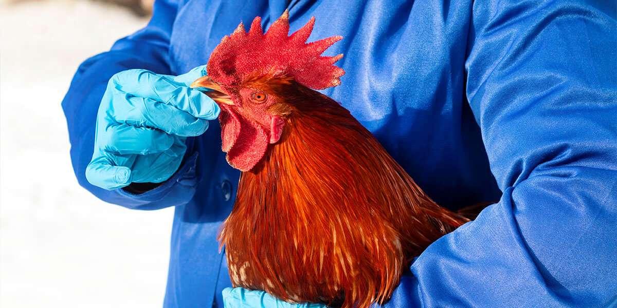 best injectable vitamins for cockfighting