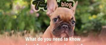 The Best French Bulldog Supplements & Vitamins