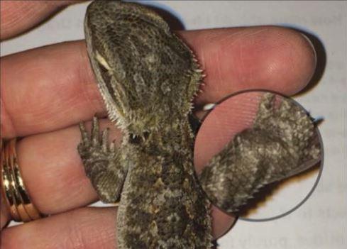 black cherry juice for gout bearded dragon