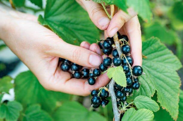 black currant seed oil acne