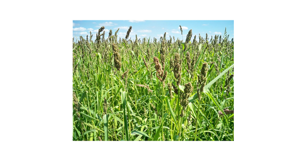 Planting Dove Fields