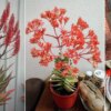 17 Attractive Succulent Plants with Red Flowers