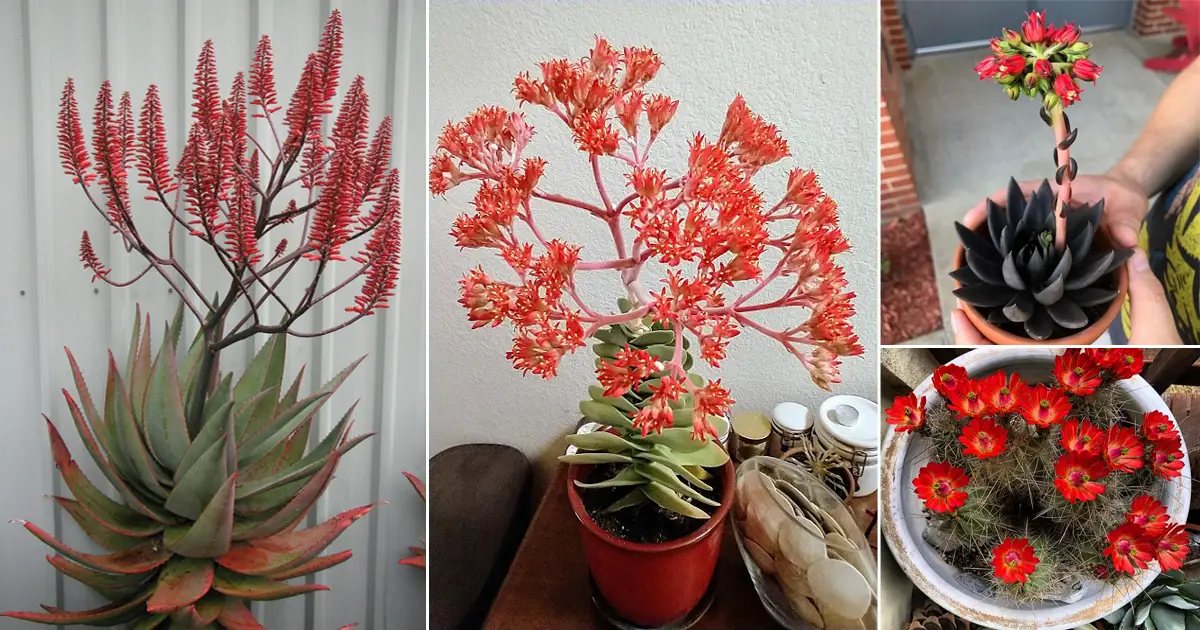 cactus plant with red flowers