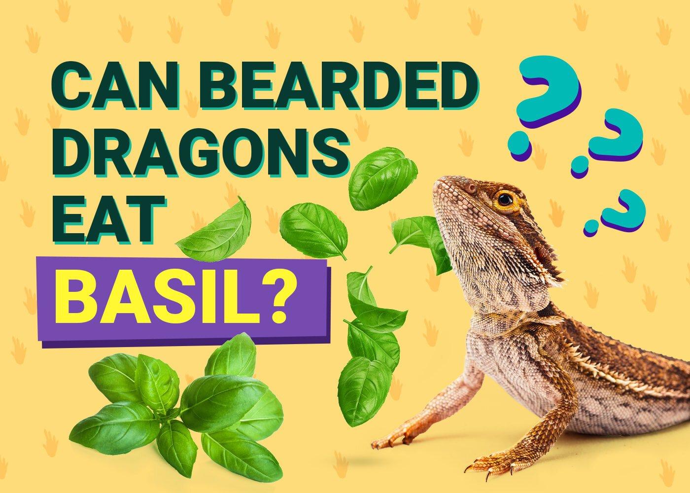 can a bearded dragon eat basil