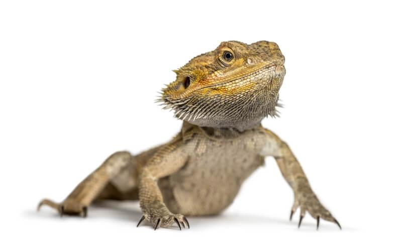 can a bearded dragon eat raspberries