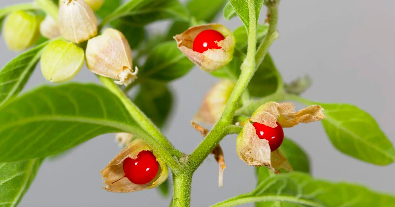 can ashwagandha cause irregular periods